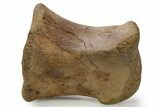 Superb, Hadrosaur (Edmontosaurus) Phalanx - Wyoming #382485-1